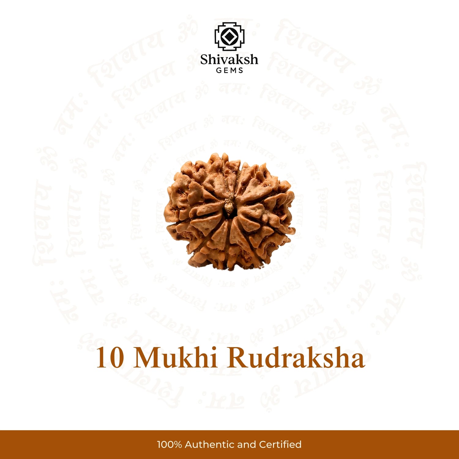 10 Mukhi Nepali Rudraksha