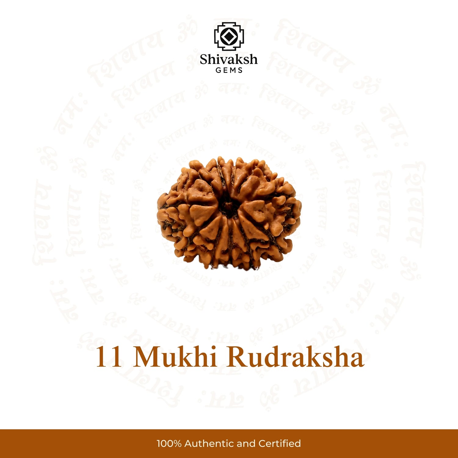 11 Mukhi Nepali Rudraksha