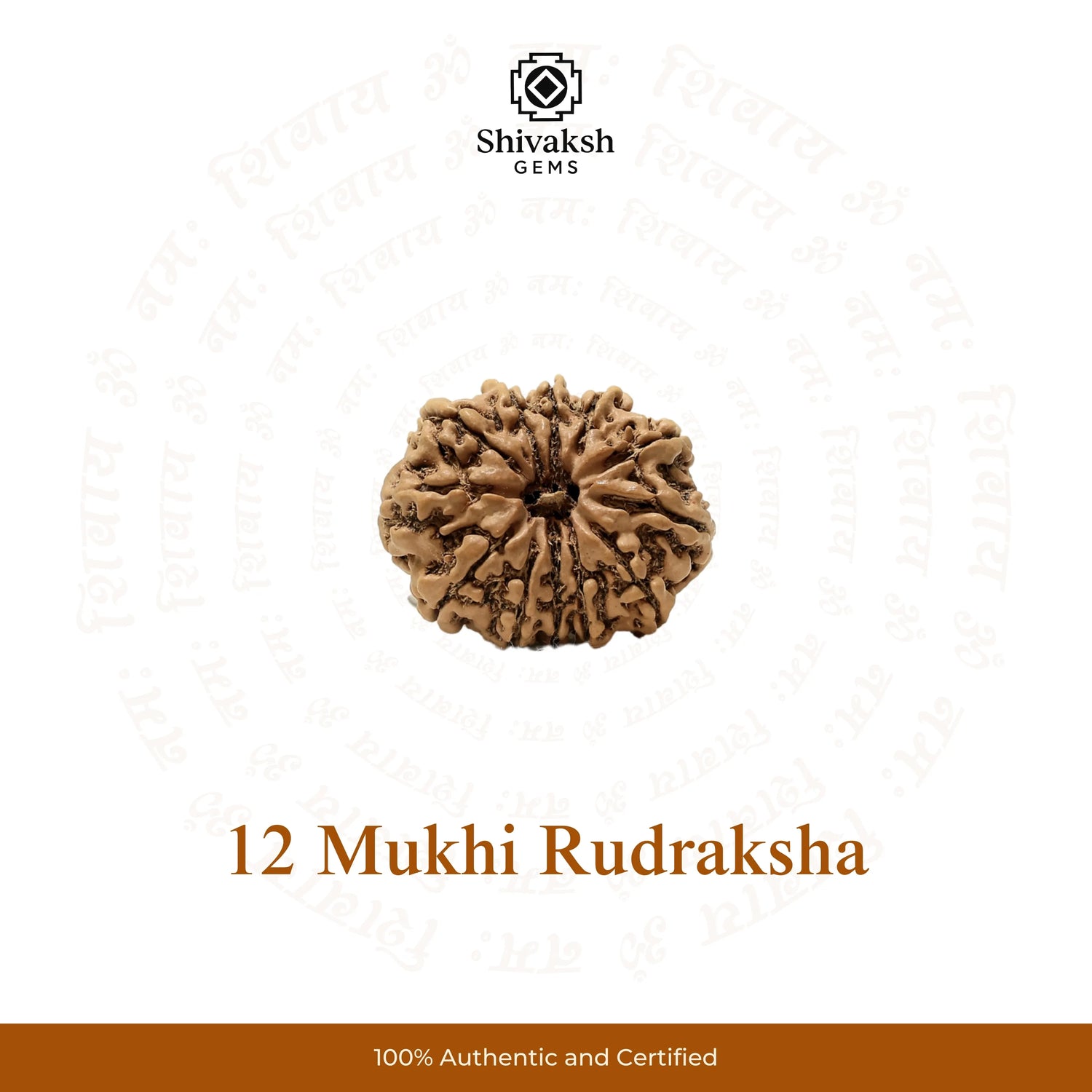 12 Mukhi Nepali Rudraksha
