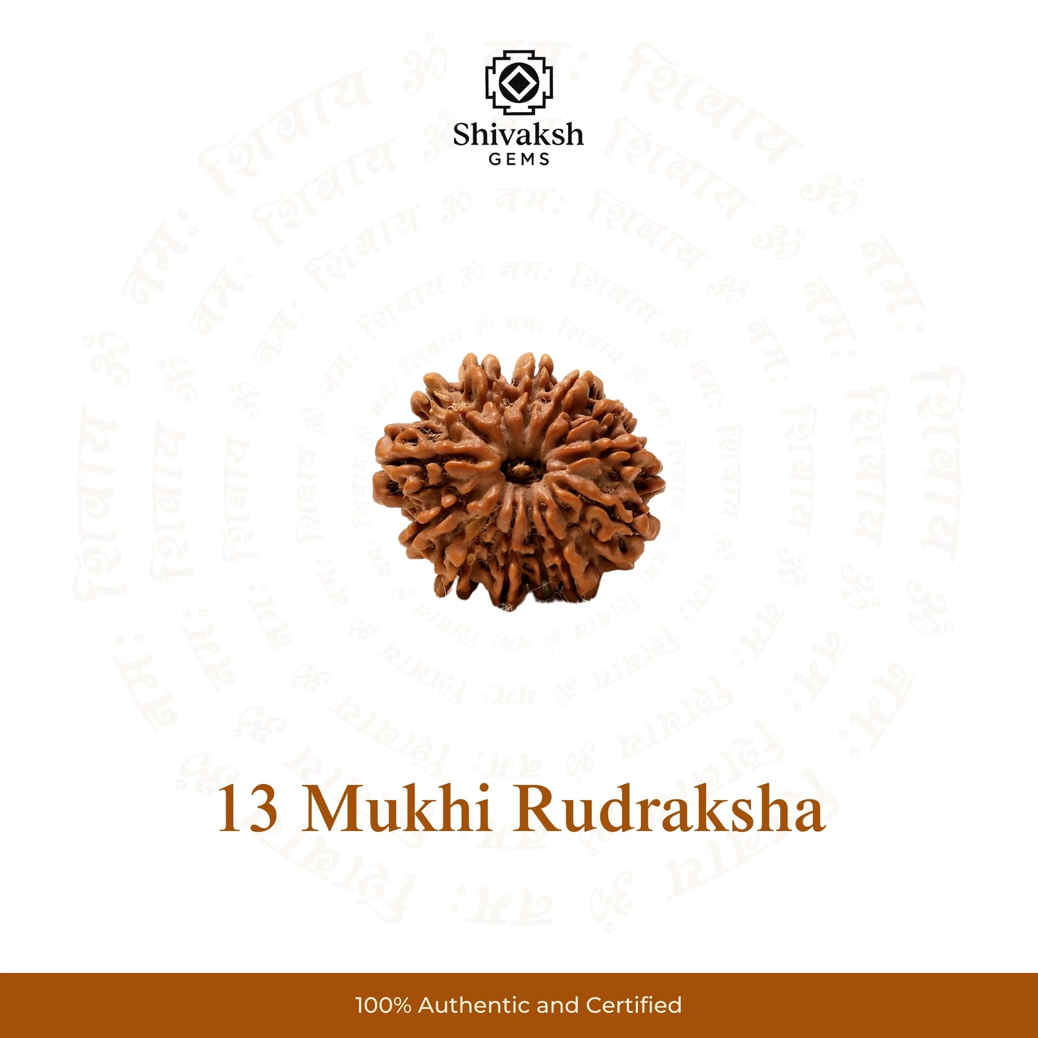 13 Mukhi Nepali Rudraksha