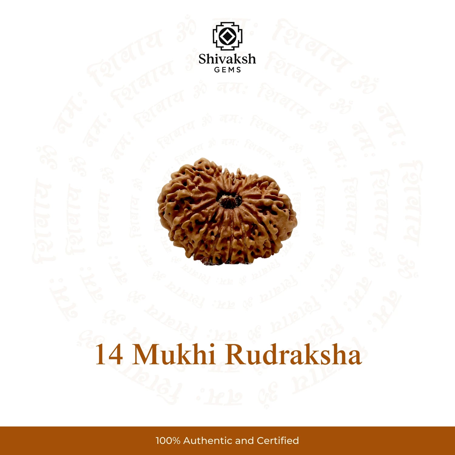 14 Mukhi Nepali Rudraksha