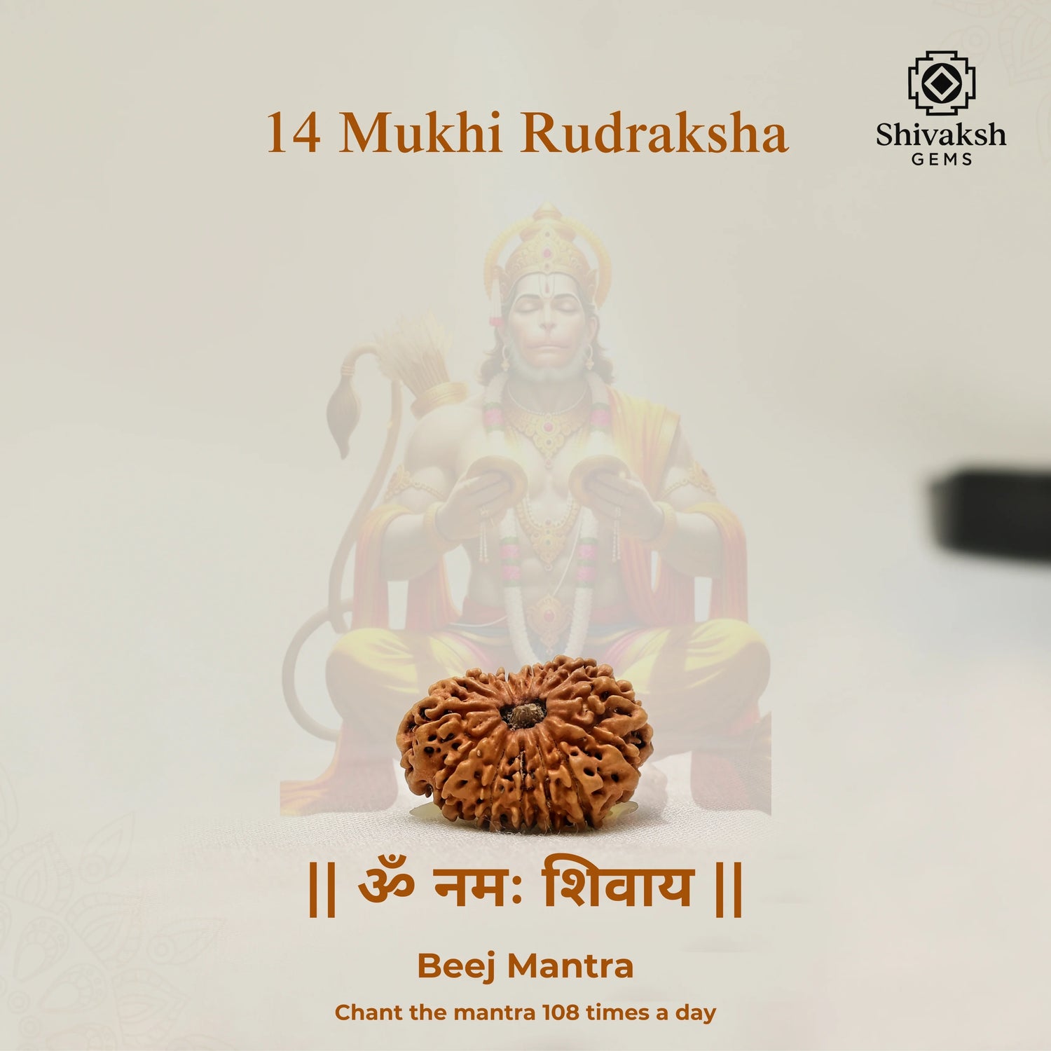 14 Mukhi Nepali Rudraksha