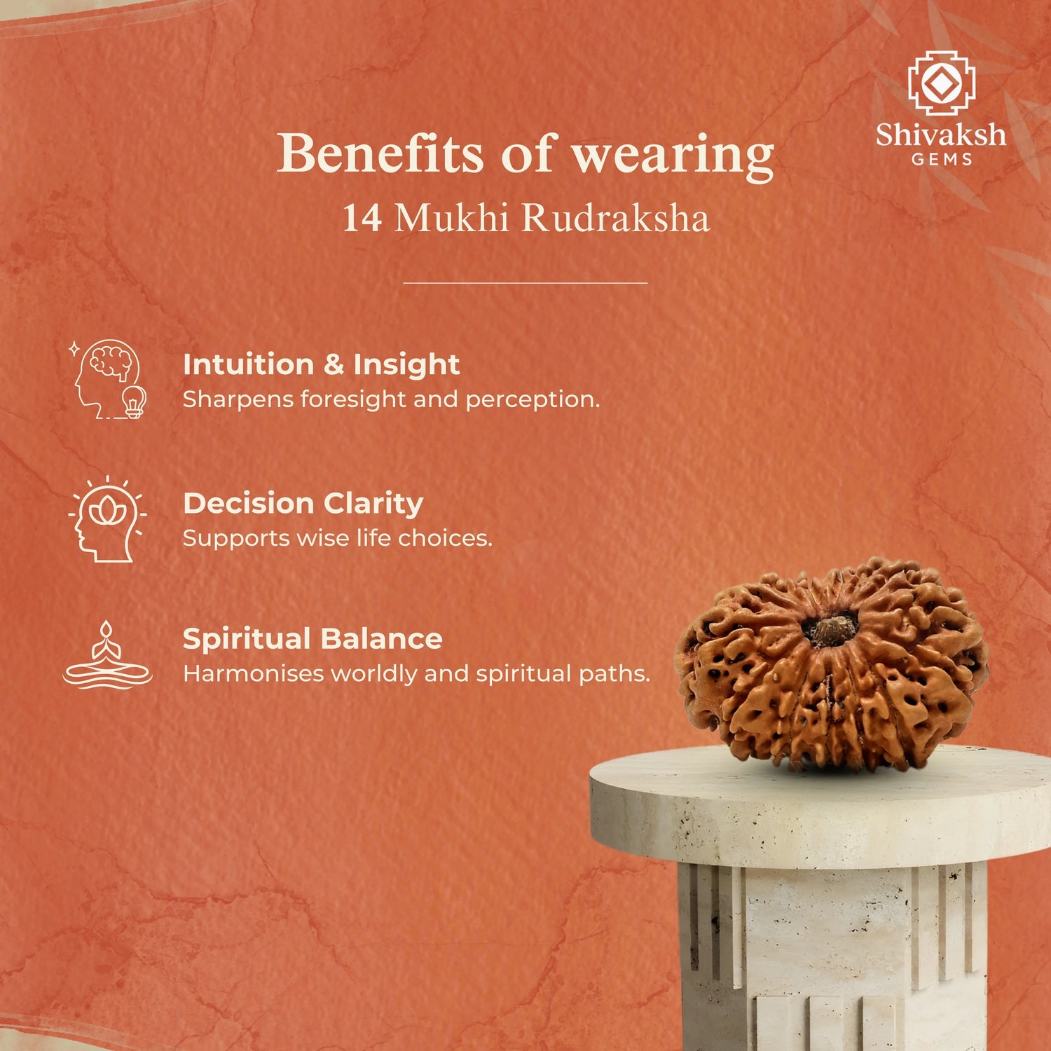 14 Mukhi Nepali Rudraksha