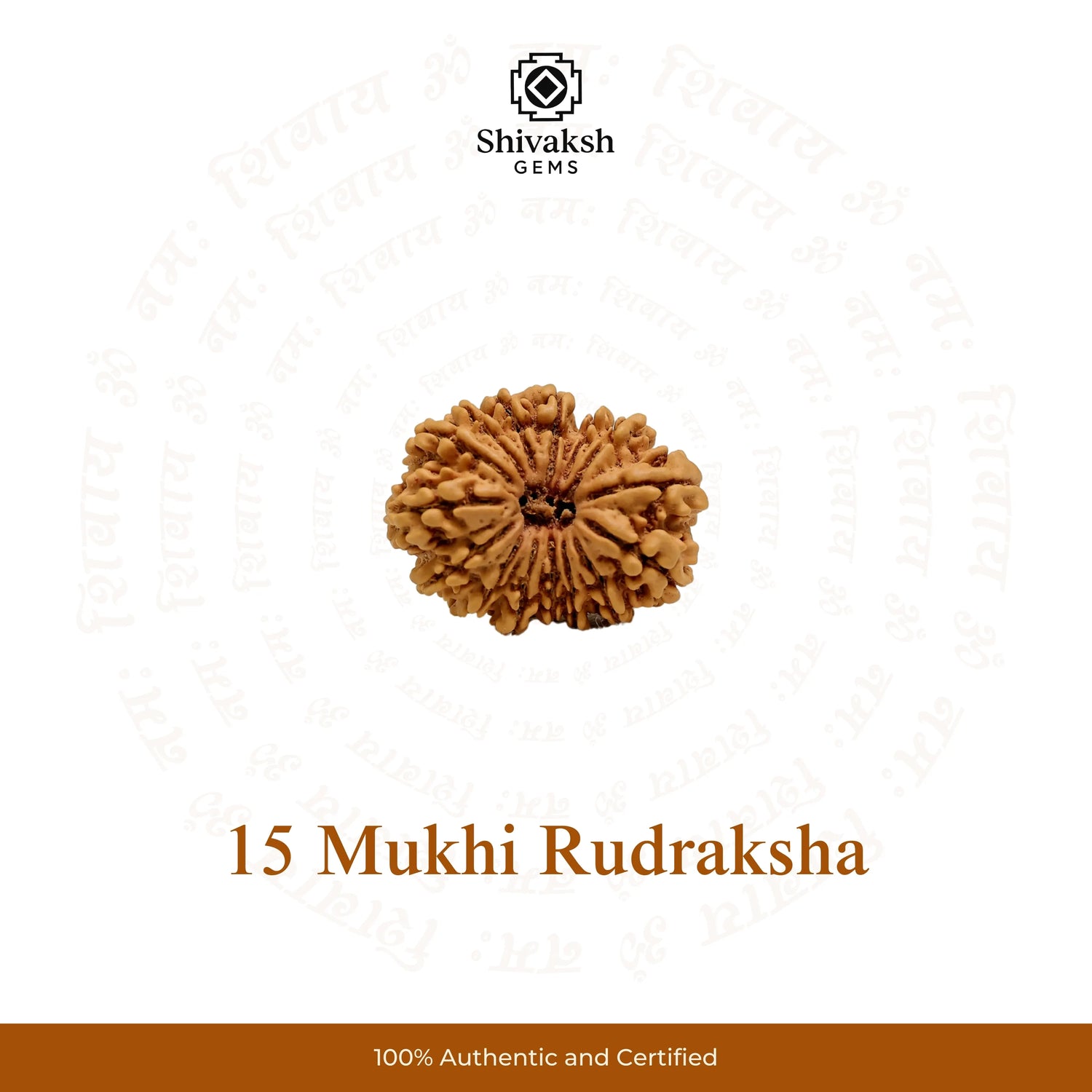 15 Mukhi Nepali Rudraksha