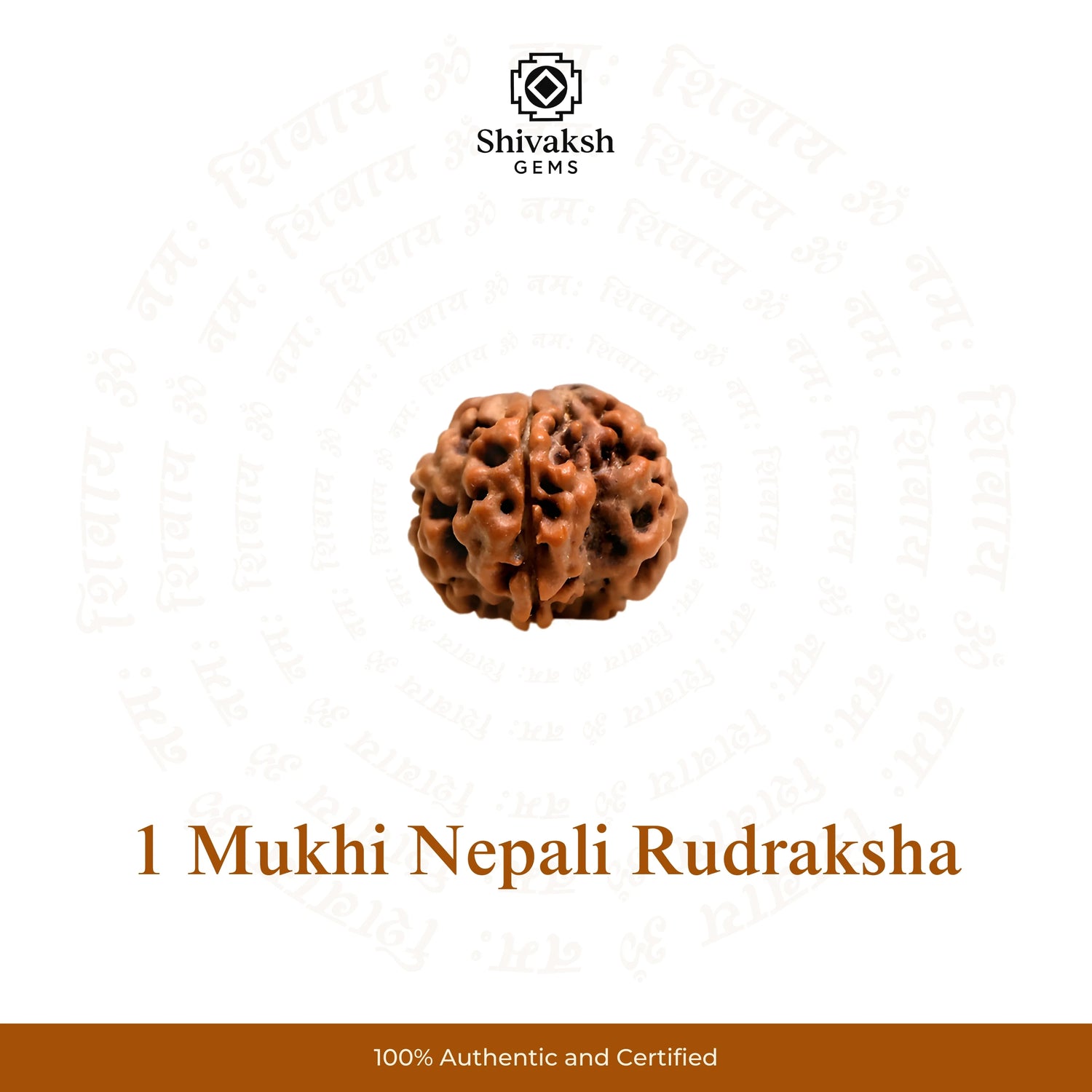 1 Mukhi Nepali Rudraksha