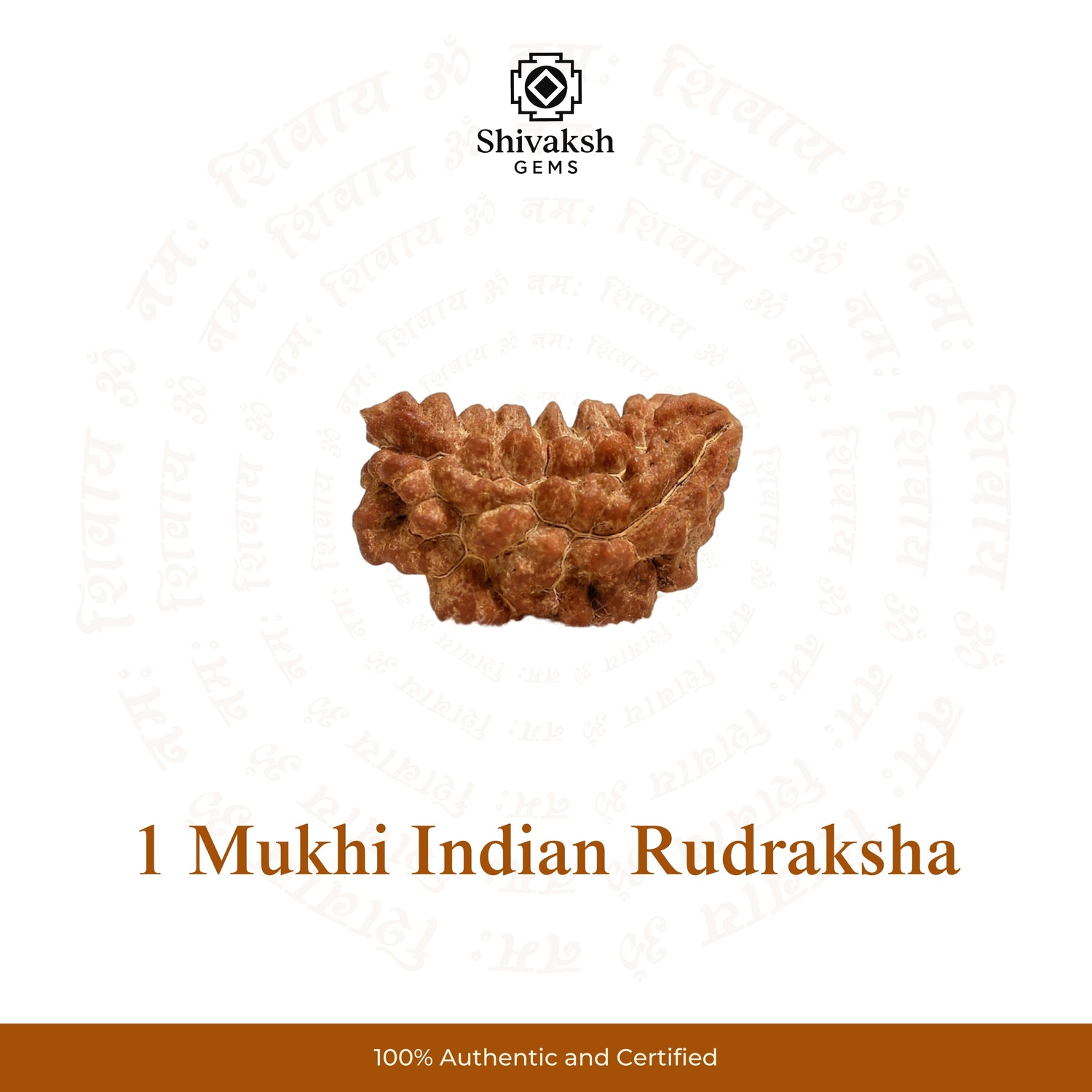 1 Mukhi Indian Rudraksha