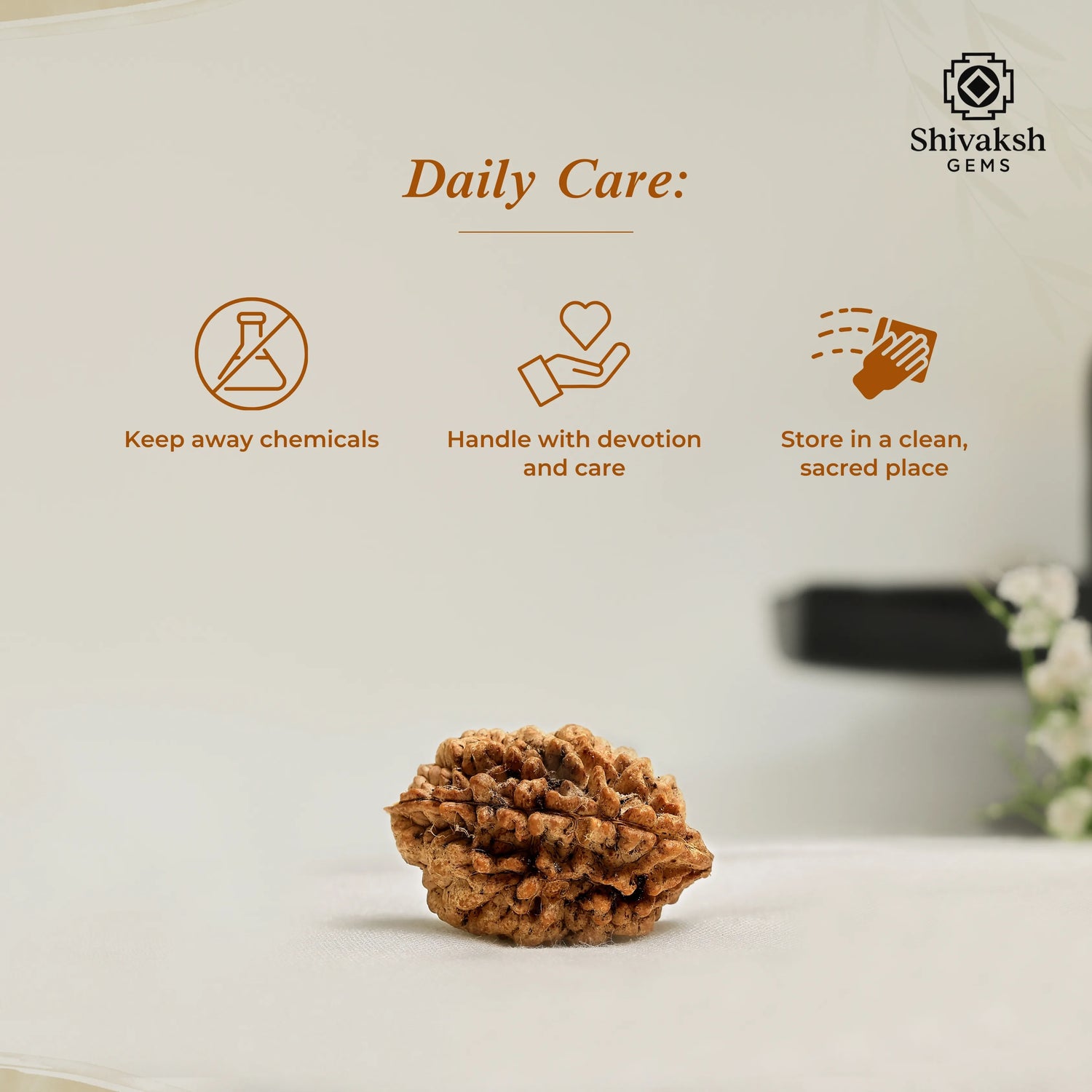 2 Mukhi Indian Rudraksha