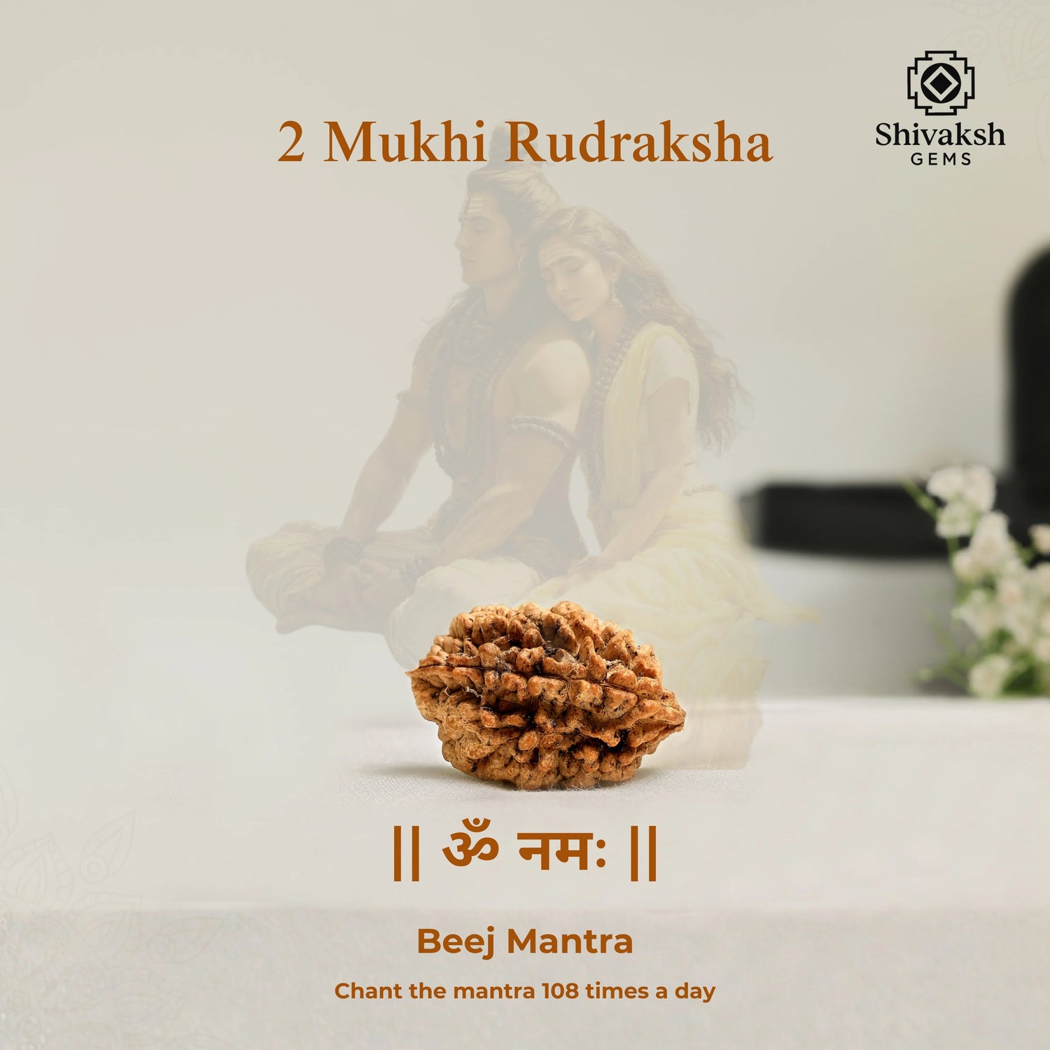 2 Mukhi Indian Rudraksha