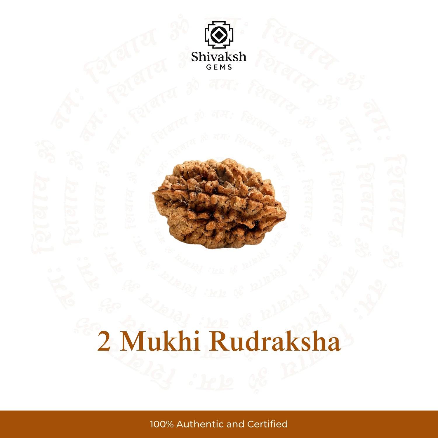 2 Mukhi Indian Rudraksha
