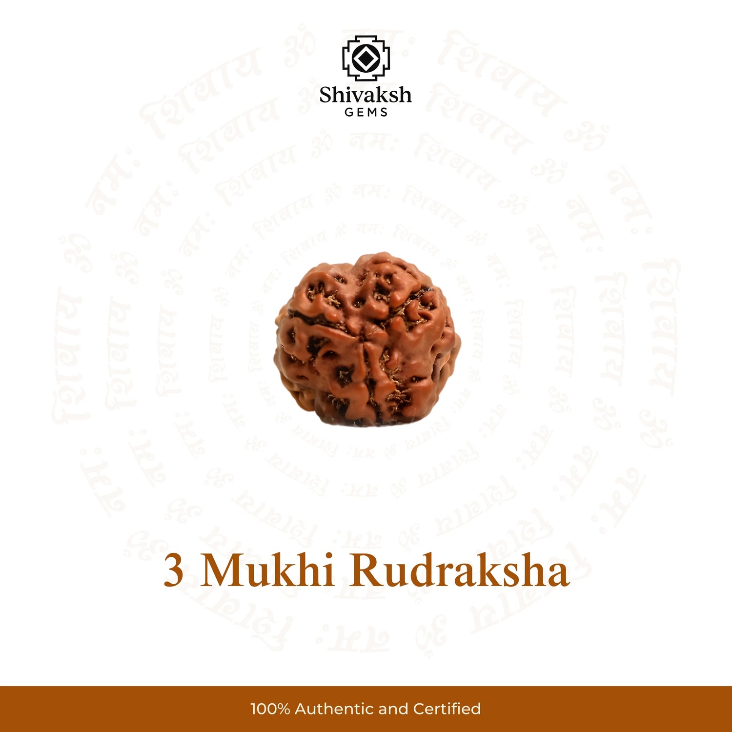 3 Mukhi Nepali Rudraksha