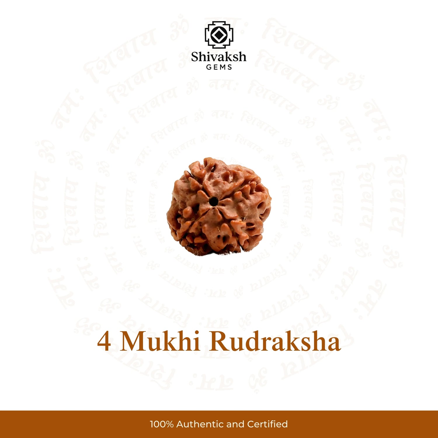 4 Mukhi Nepali Rudraksha