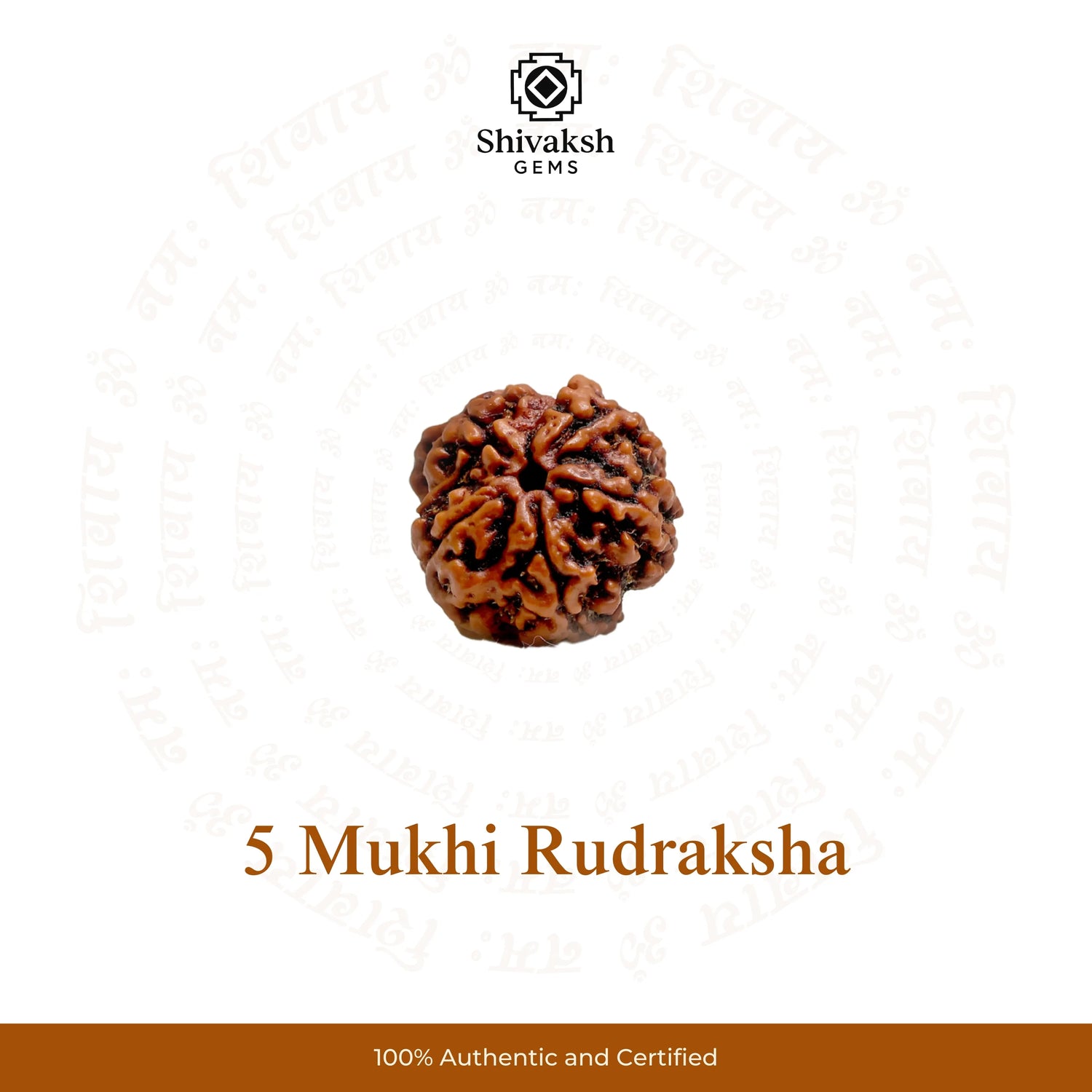 5 Mukhi Nepali Rudraksha