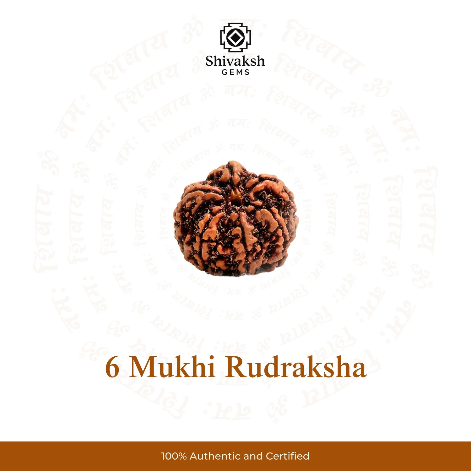 6 Mukhi Nepali Rudraksha