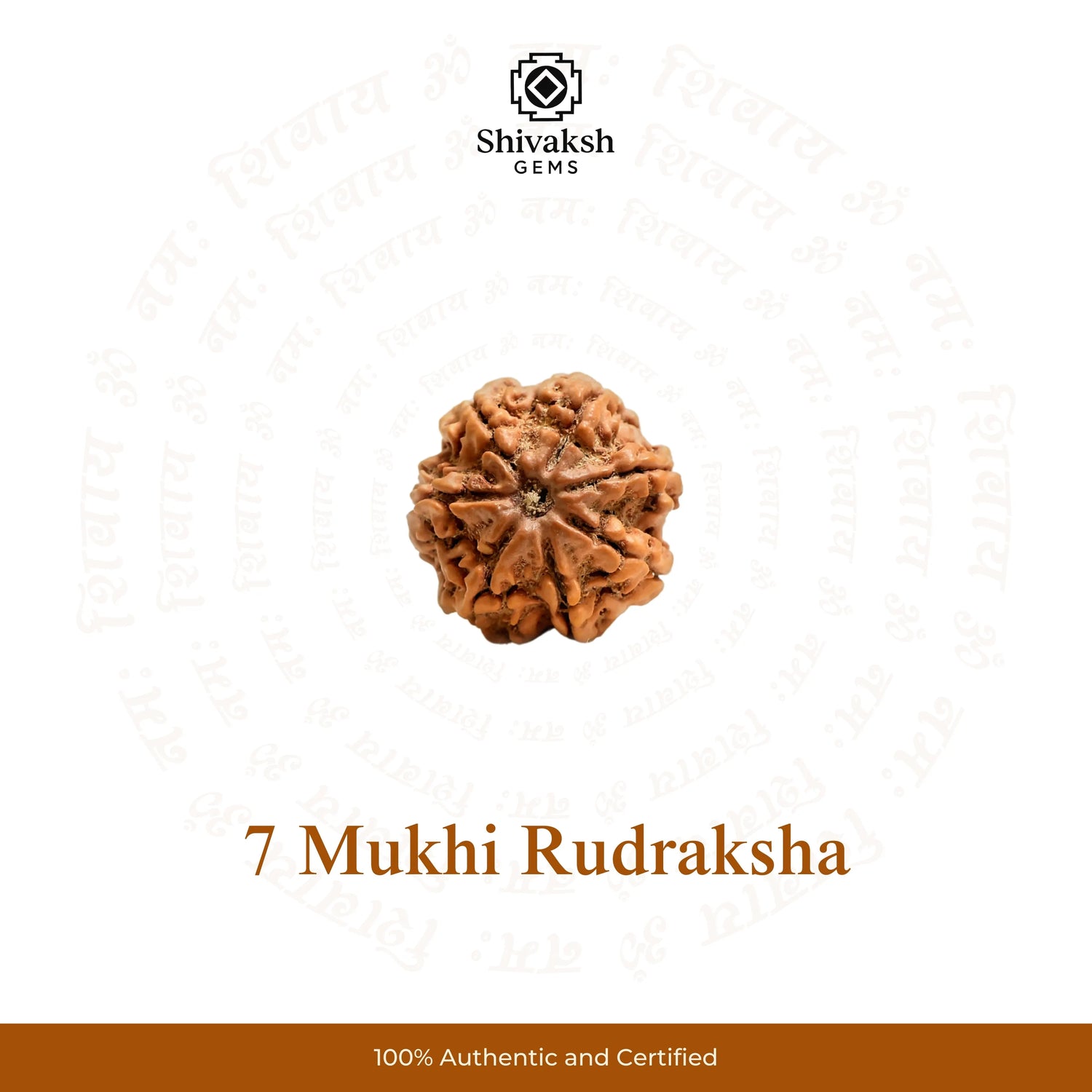 7 Mukhi Nepali Rudraksha