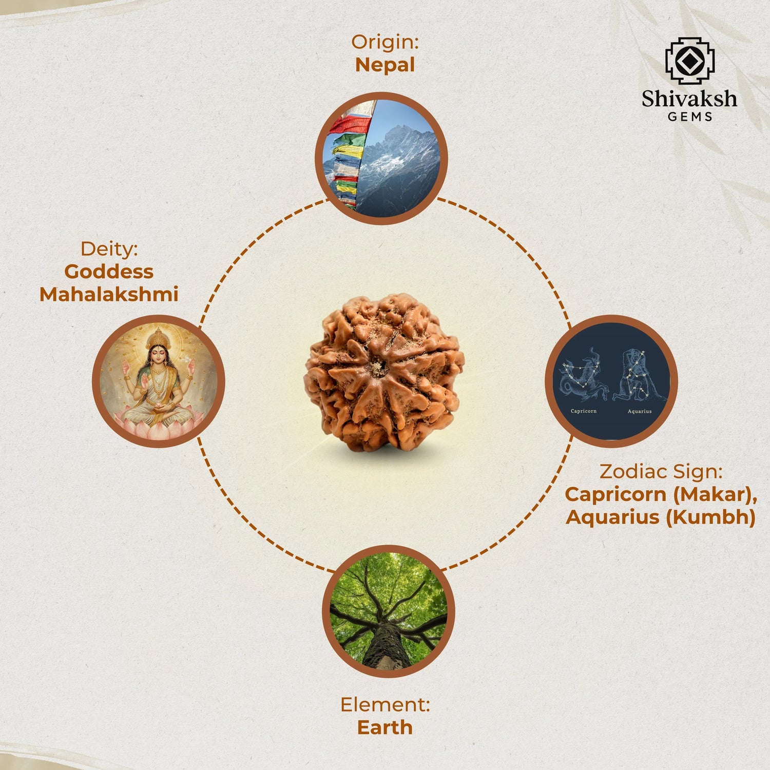 7 Mukhi Nepali Rudraksha