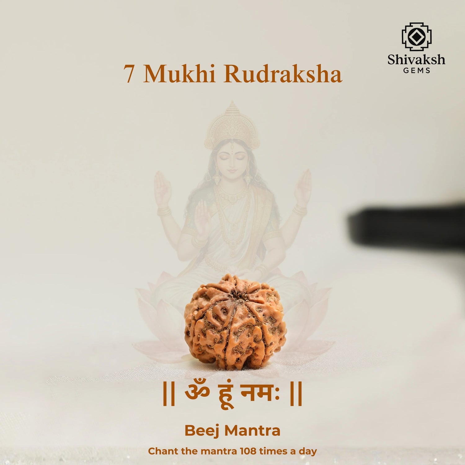 7 Mukhi Nepali Rudraksha