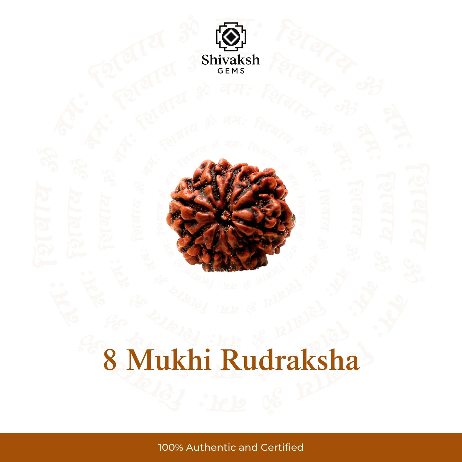 8 Mukhi Nepali Rudraksha