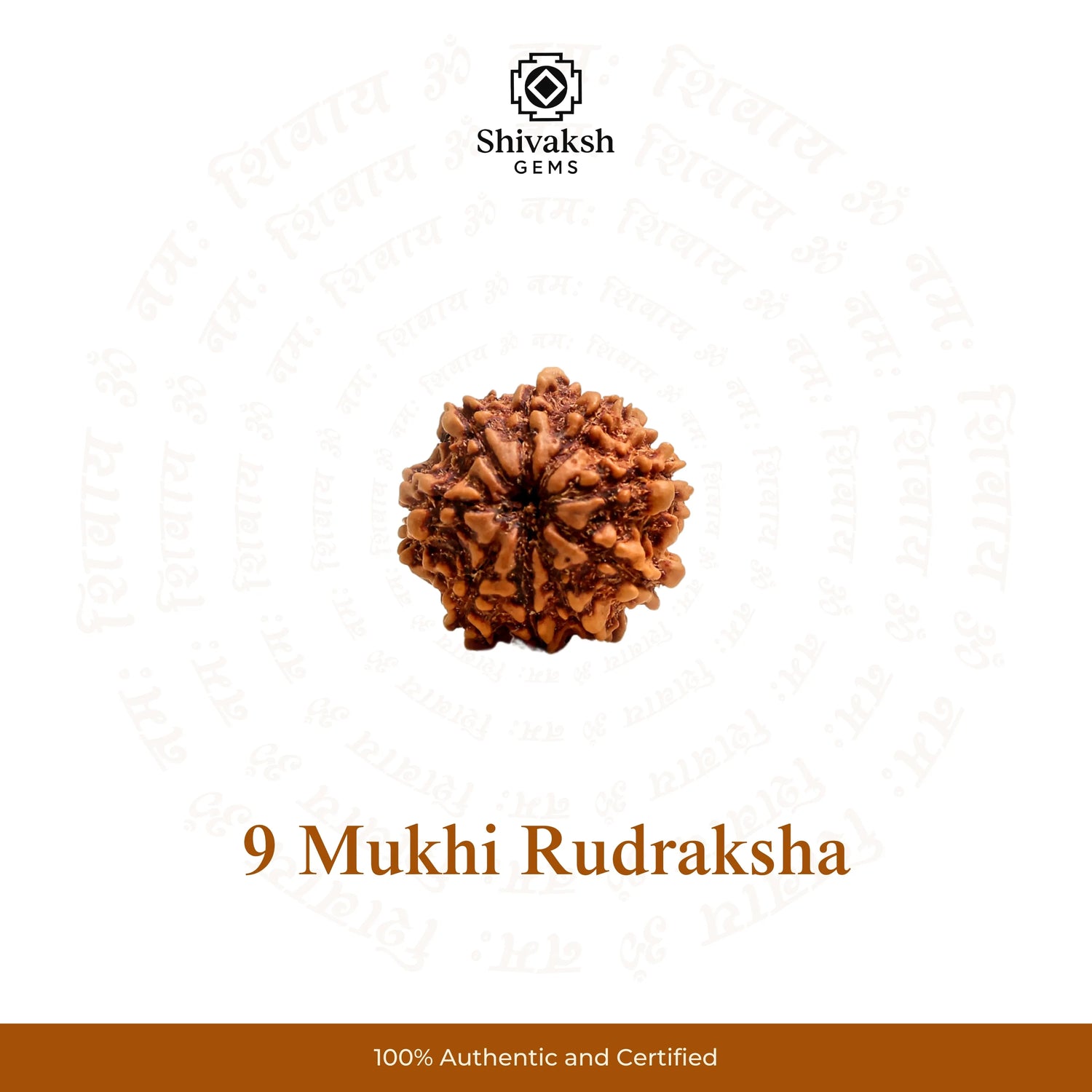 9 Mukhi Nepali Rudraksha
