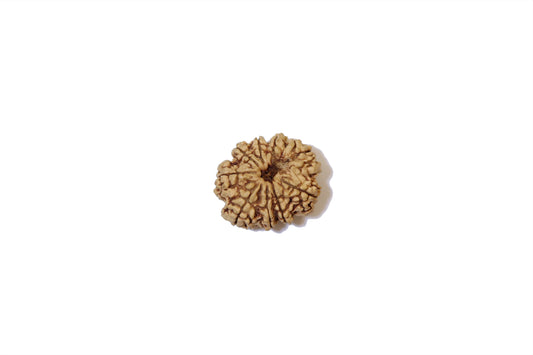 9 Faced Natural Nepali Rudraksh Beads